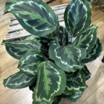 Calathea Rosepicta Rose Medaillon Peacock Prayer Plant 19cm pot