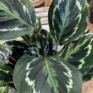 calathea ornata sanderiana pinstripe prayer plant 19cm pot (copy)