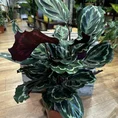 calathea ornata sanderiana pinstripe prayer plant 19cm pot