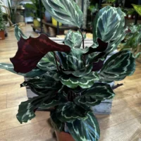 calathea ornata sanderiana pinstripe prayer plant 19cm pot
