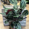calathea ornata sanderiana pinstripe prayer plant 19cm pot