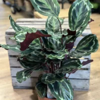 calathea ornata sanderiana pinstripe prayer plant 19cm pot
