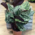calathea ornata sanderiana pinstripe prayer plant 19cm pot