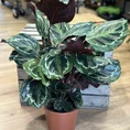 calathea ornata sanderiana pinstripe prayer plant 19cm pot