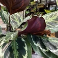 calathea ornata sanderiana pinstripe prayer plant 19cm pot