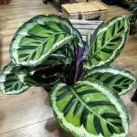 Calathea Rosepicta Medaillon Peacock Prayer Plant 19cm pot on wooden floor.