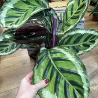calathea ornata sanderiana pinstripe prayer plant 19cm pot