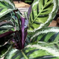 calathea ornata sanderiana pinstripe prayer plant 19cm pot