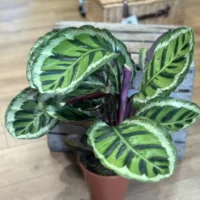 calathea ornata sanderiana pinstripe prayer plant 19cm pot