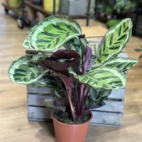 calathea ornata sanderiana pinstripe prayer plant 19cm pot