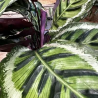 calathea ornata sanderiana pinstripe prayer plant 19cm pot