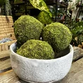 preserved green carpet sheet moss (copy)