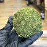 preserved green carpet sheet moss (copy)