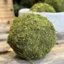 preserved green carpet sheet moss (copy)