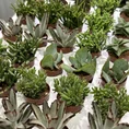 haworthia cooperi bayeri moonstone glass succulent 5.5cm pot (copy)