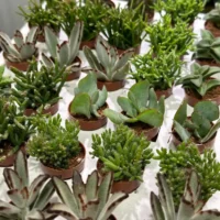 haworthia cooperi bayeri moonstone glass succulent 5.5cm pot (copy)