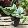 Scindapsus Treubii Philodendron Moonlight in 12cm pot on wooden table