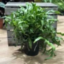 kangaroo fern microsorum diversifolium 6cm pot (copy)