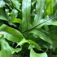 kangaroo fern microsorum diversifolium 6cm pot (copy)