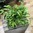 Microsorum Diversifolium New Zealand Kangaroo Fern 17cm Pot XL
