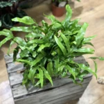 Microsorum Diversifolium New Zealand Kangaroo Fern 17cm pot XL