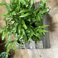 kangaroo fern microsorum diversifolium 6cm pot (copy)