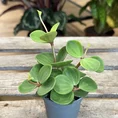 peperomia hope 12cm pot (copy)