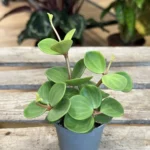 Peperomia Hope 6cm pot