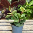 peperomia hope 12cm pot (copy)