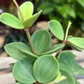 peperomia hope 12cm pot (copy)