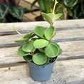 peperomia hope 12cm pot (copy)