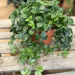 Cissus Striata Sugar Vine Plant 12cm