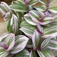 Close-up of Tradescantia Albiflora Nanouk with vibrant pink, green, and purple variegated leaves.