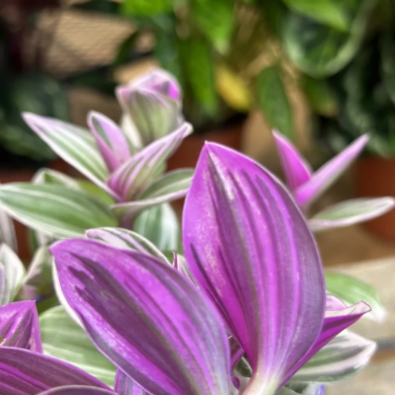 tradescantia albiflora nanouk Close-up of Tradescantia Albiflora Nanouk with vibrant pink, green, and purple variegated leaves.