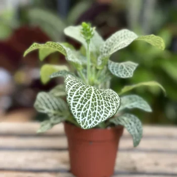 Fittonia Nerve Plant WHITE 8cm pot Houseplants 8cm pot 2