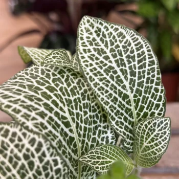 Fittonia Nerve Plant WHITE 8cm pot Houseplants 8cm pot