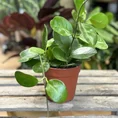 hoya australis lisa wax plant 12cm pot (copy)