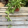 hoya australis lisa wax plant 12cm pot (copy)