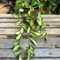 hoya australis lisa wax plant 12cm pot (copy)