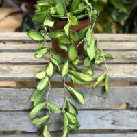 hoya australis lisa wax plant 12cm pot (copy)