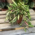 hoya australis lisa wax plant 12cm pot (copy)