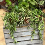 Hoya Wax Plant 12cm pot