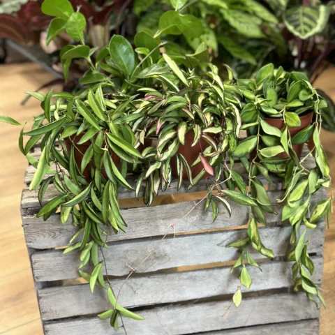 hoya australis lisa wax plant 12cm pot (copy)