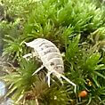 Translucent amphipod on vibrant green moss in a thriving aquatic ecosystem.