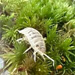 Isopods Clean-up Crew For Bio-Active Terrarium Vivarium