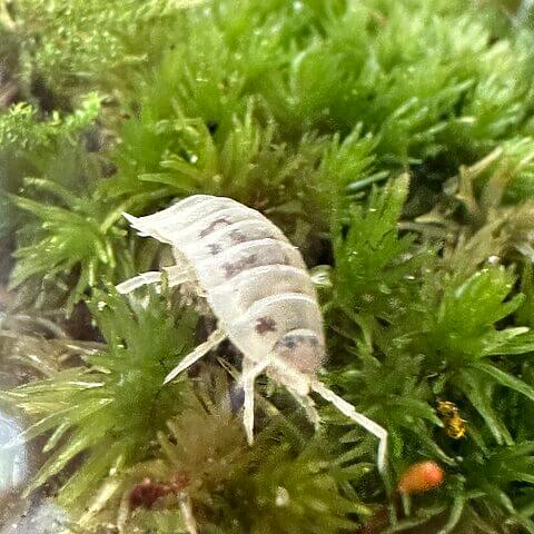 Translucent amphipod on vibrant green moss in a thriving aquatic ecosystem.