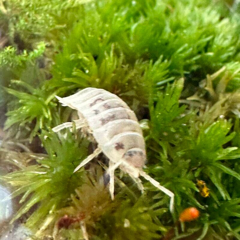 Translucent amphipod on vibrant green moss in a thriving aquatic ecosystem.