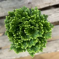 Vibrant green plant with intricate leaves and textures against a white background.