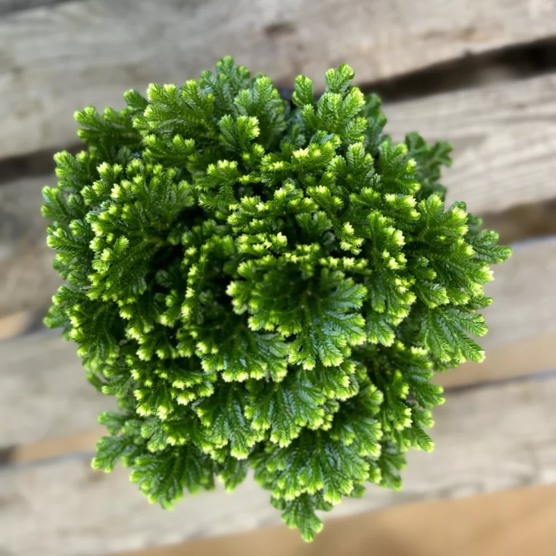 selaginella jori compact wire fern spike moss 12cm Vibrant green plant with intricate leaves and textures against a white background.
