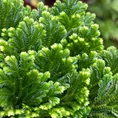 Vibrant green plant with intricate leaves and textures against a white background.
